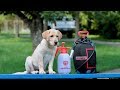 How to Clean Puppies After Outdoor Adventures!