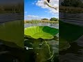 Froggy frog frog