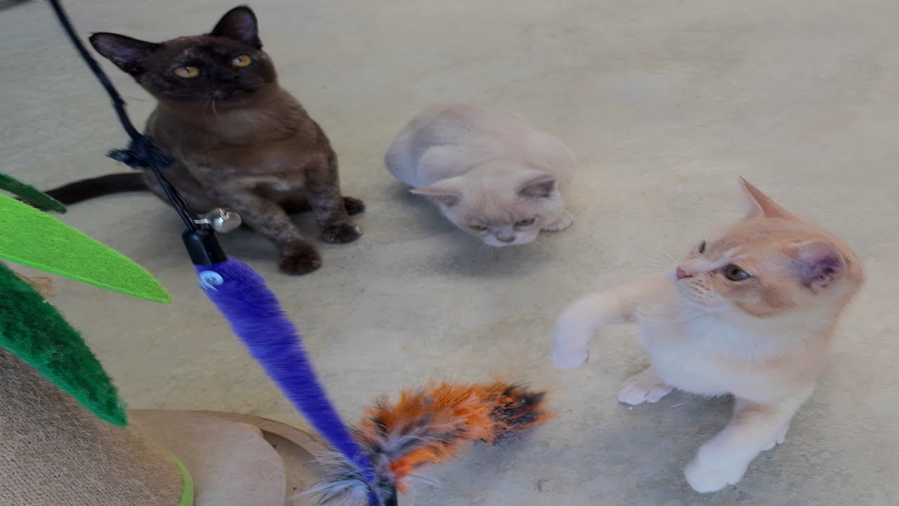 Gallery Warbo Cattery Gallery warbo cattery