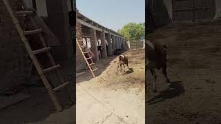RUN 😂😂😂 #baby #dairyfarm #villagelife #cow #funny