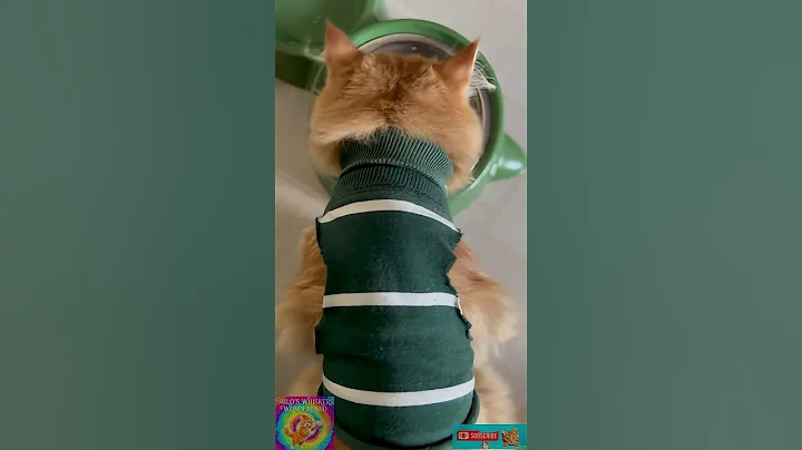 Video 11453711: persian cat pets, persian cat food