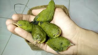 UNBOXING 5 EKOR ANAKAN PLECI DADA KUNING ( DAKUN )| LOLOHAN BURUNG KACA MATA