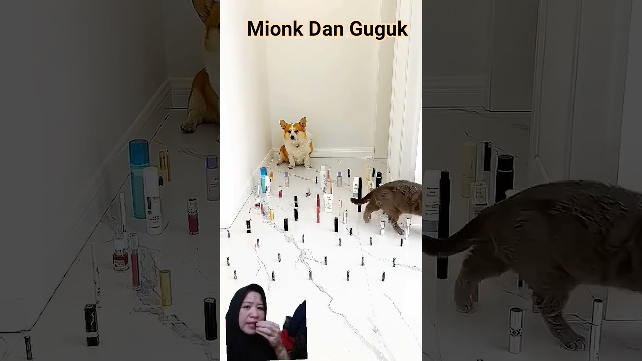 Mionk Dan Guguk !!? 