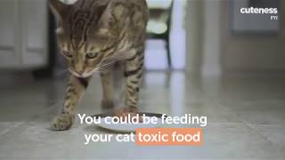 9 Foods Cats Can't Eat But Want To