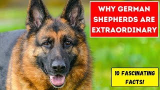 Why German Shepherds Are Extraordinary: 10 Fascinating Facts!