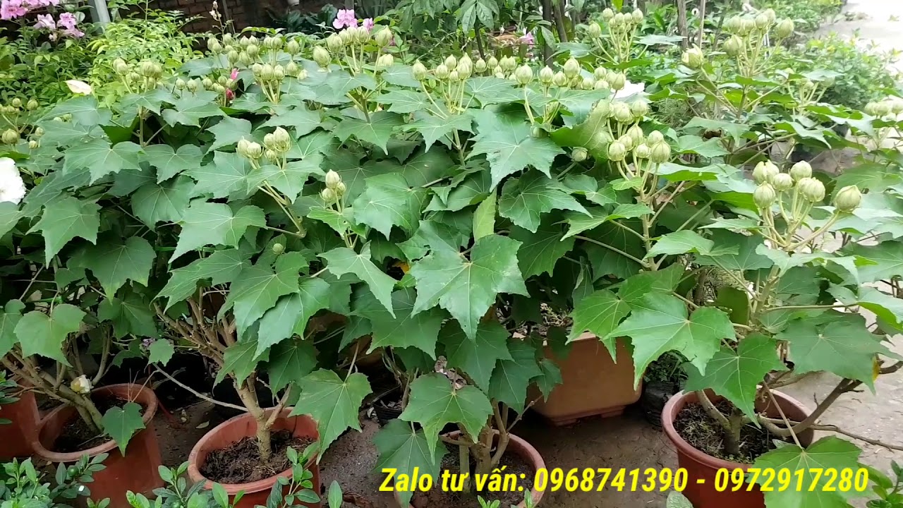 HNH NH CY HOA PH DUNG - CCH TRNG V NHN GING CY PH DUNG