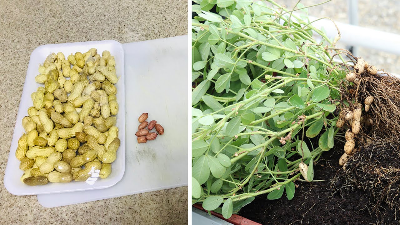 Best Trick How to Grow Peanut from StoreBought Peanut 100 WORKING YouTube