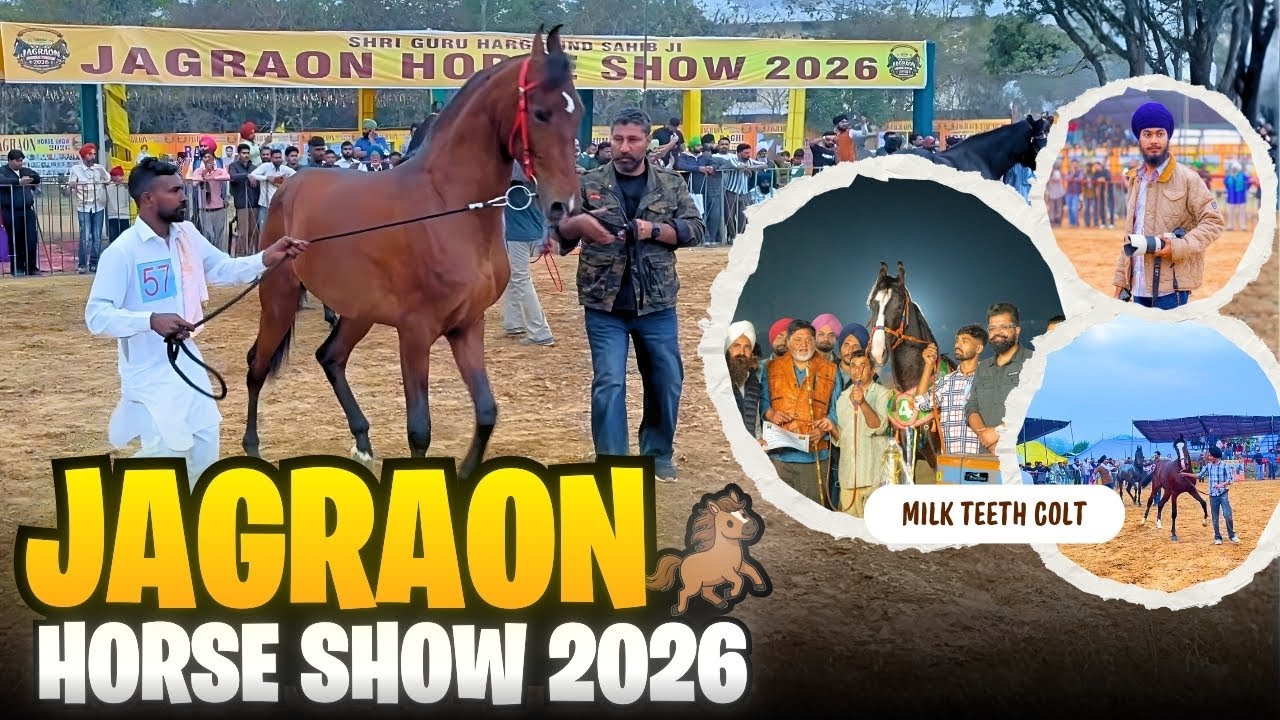 JAGRAON HORSE SHOW 2026 || MILK TEETH COLT RING || VLOG || HORSE STABLE NANDED