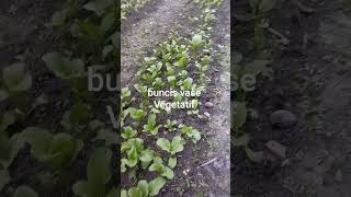 DAUN PADA BOLONG. KENAPA? HAMA?