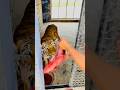 #jimcorbettwildlifeandnatureview #bigcats #animals #tigerspotted #largecats #bigcat