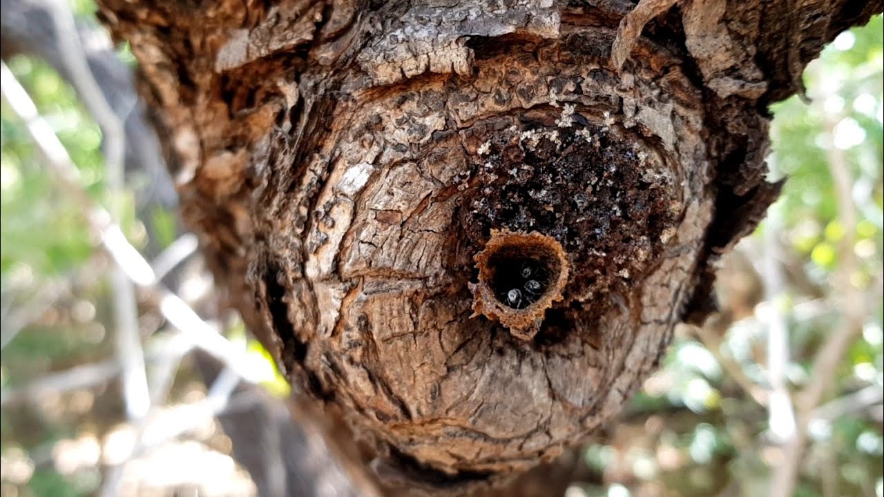 MABU BURU LIFESTYLE EPISODE 18 - BUSH HONEY