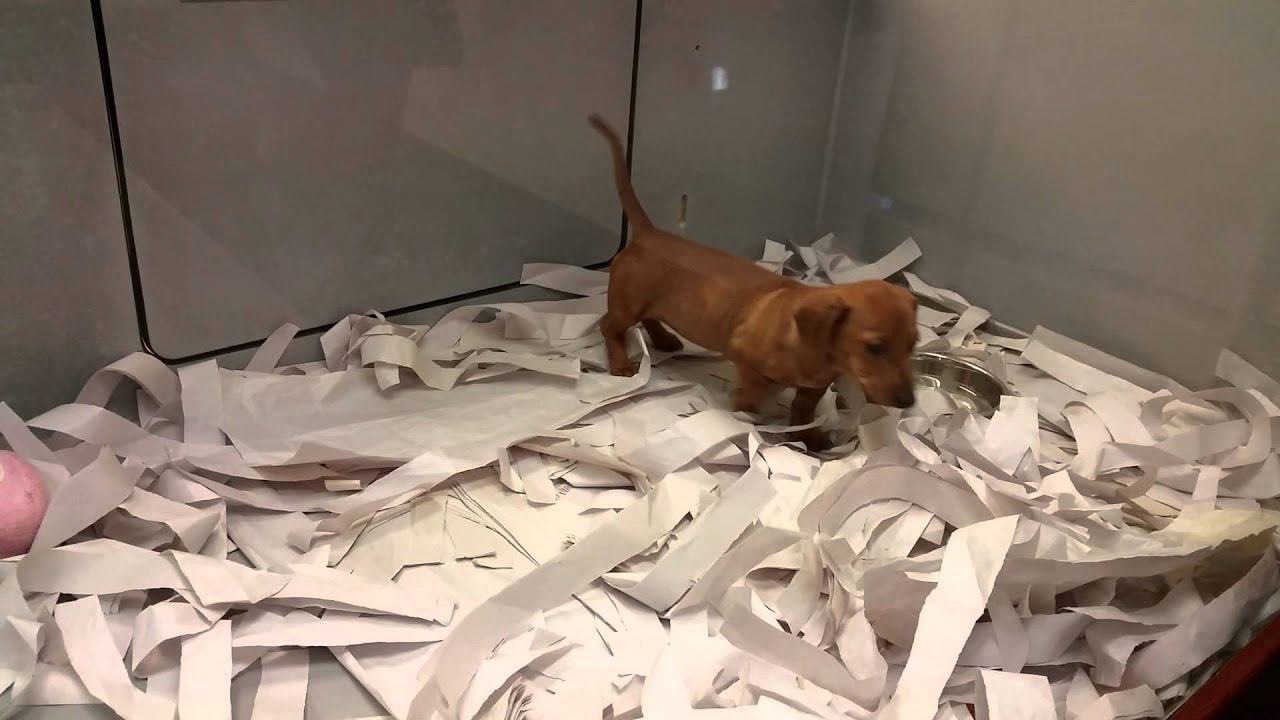 Puppy's at PJ Pets West Edmonton Mall YouTube