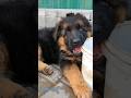 Сладкая мордочка.❤️ Sweet face. Щенок Немецкой овчарки. Одесса 2024