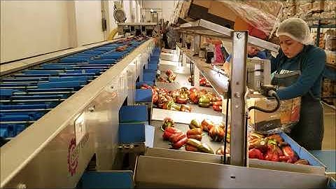 Bell pepper sorting line