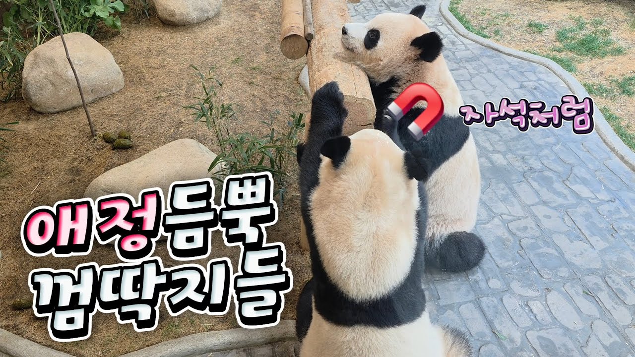 🗓20260309 바오패밀리 🎦애정듬뿍 껌딱지들🎦 💕🐼러바오🐼아이바오🐼루이바오🐼후이바오💕
