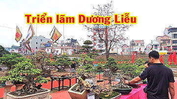 Tham khảo giá cây bê tay tại triển lãm, sanh nam điền, si, duối