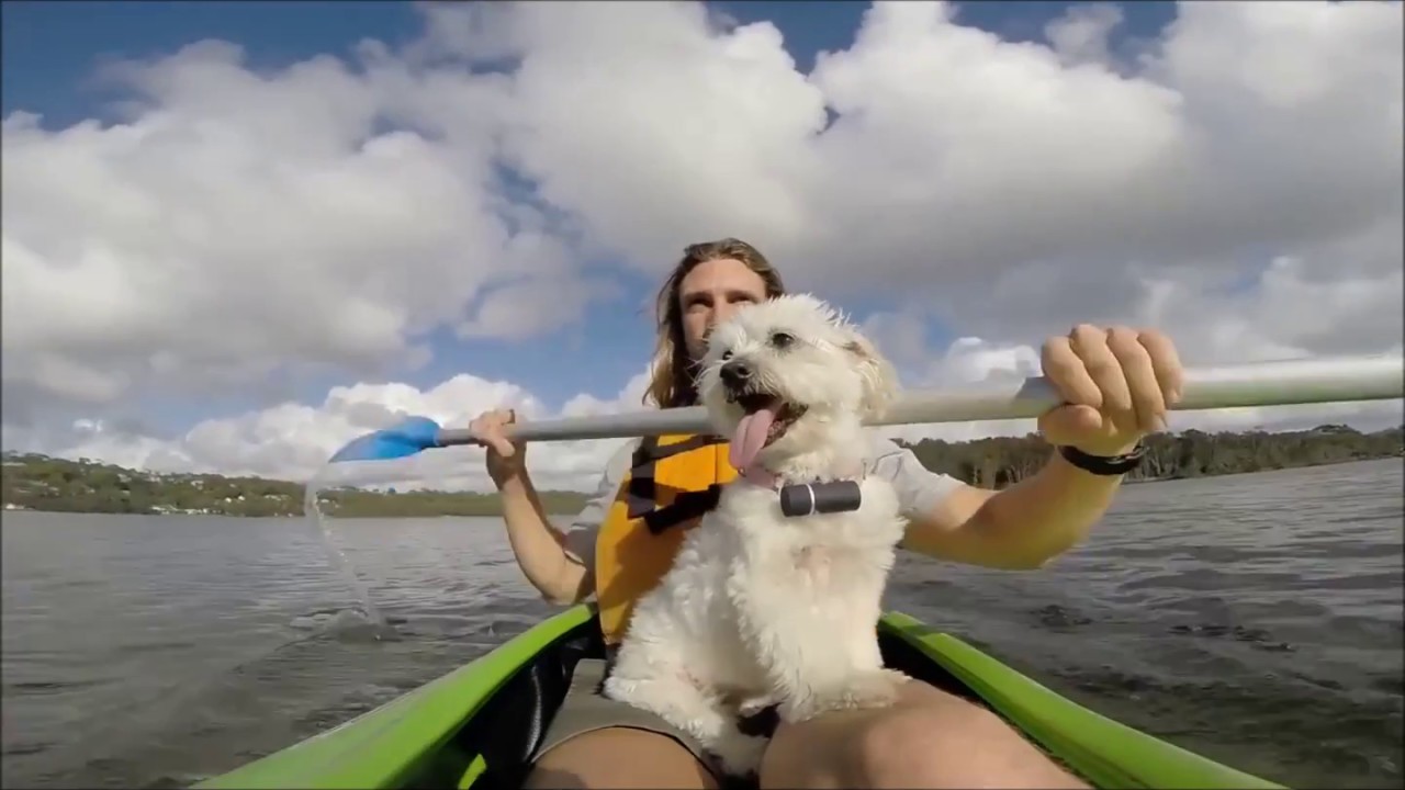 video editing software free Pod 2 Dog GPS Tracker