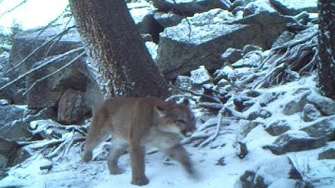 Yellowstone Cougar Project - Remote Camera Footage