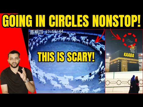 SIGNS OF END OF EARTH? WHY ARE ANIMALS & BIRDS WALKING & FLYING IN CIRCLES NONSTOP?