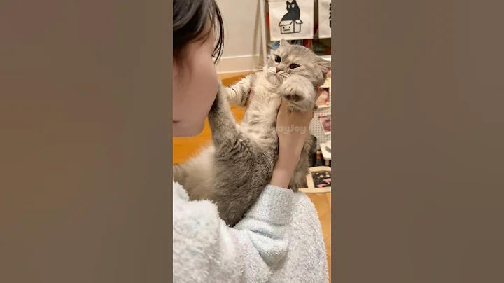 Video 10520651: cats cutecat meow catlover, cat kitten cute pets, cat kitten pets funny, cat meowing cute adorable, cats meowing cute dogs, kitten steals