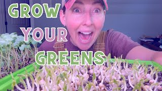 The MicroGREENS Revolution: A Beginner’s Journey