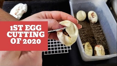 BALL PYTHON EGG CUTTING | Clutch #1 of 2020 | Ball Python Breeding