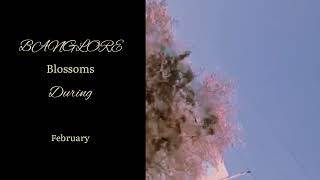 Tabebuia Rosea Trees