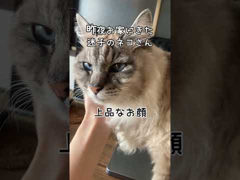 仲良くなった迷いネコさん