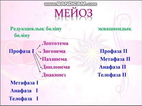 Бейне: Профаза 1 кезінде жасушада қанша генетикалық материал болады?