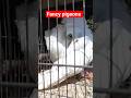 fancy Pigeons in Lalukhet Market #karachibirdmarket #birds #birdsmarket #lalukhetbirdmarket #shorts