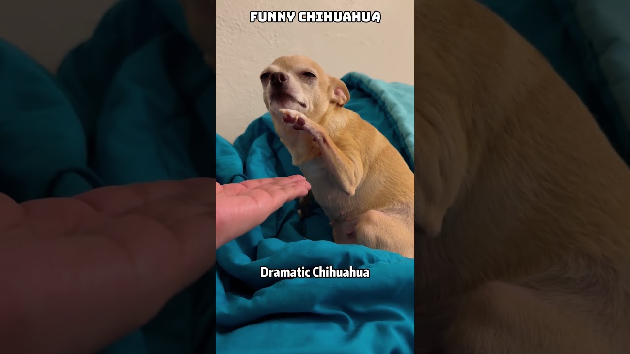 Why Chihuahuas are always in an angry mood.?#dog #chihuahua #doglife #dogbehavior #funny #foryou