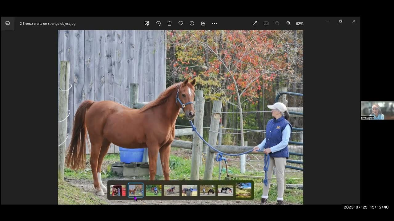 Helping Horses Settle in New Places YouTube