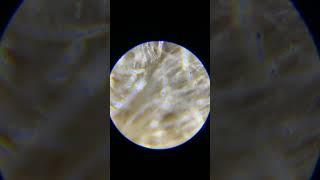 Microscopic View Of Wool Fibre