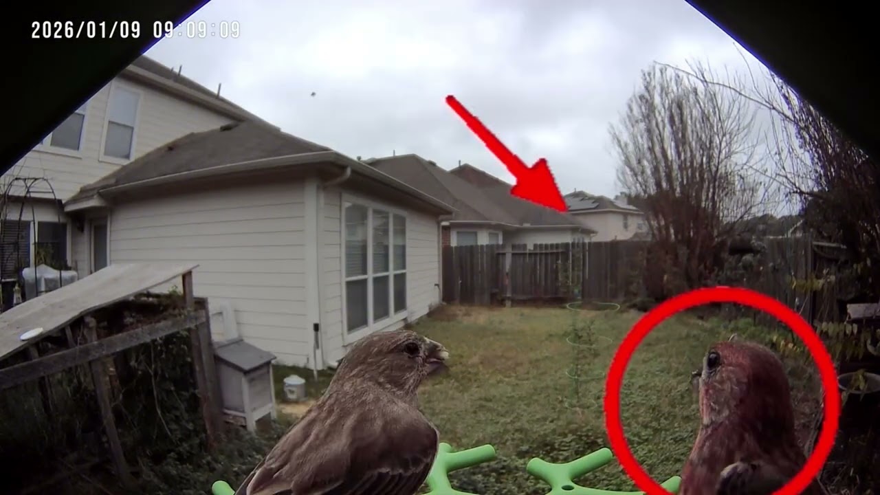 House Finch vs Sparrow 