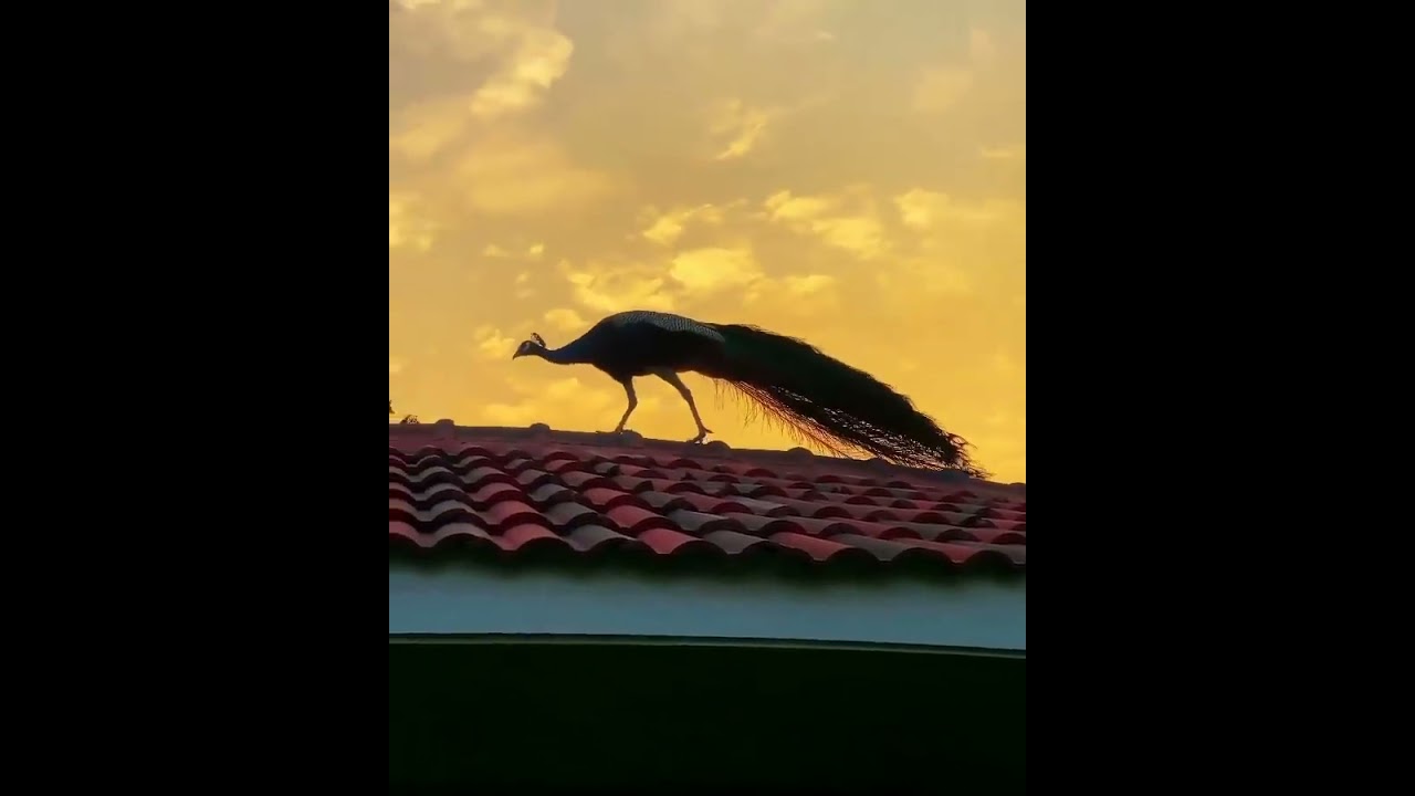 peacock | Nature | Life | Loopy Music India 🎶