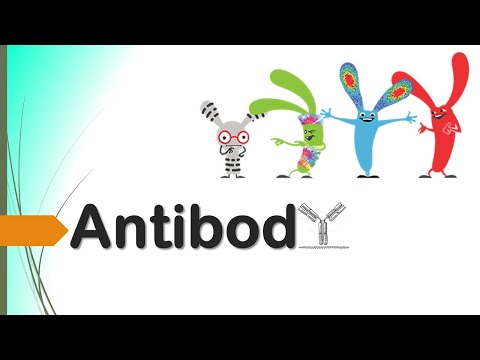 Video: Pendekatan Satu Langkah Baru Untuk Konstruksi Permukaan Ragi Menampilkan Pustaka Antibodi Fab