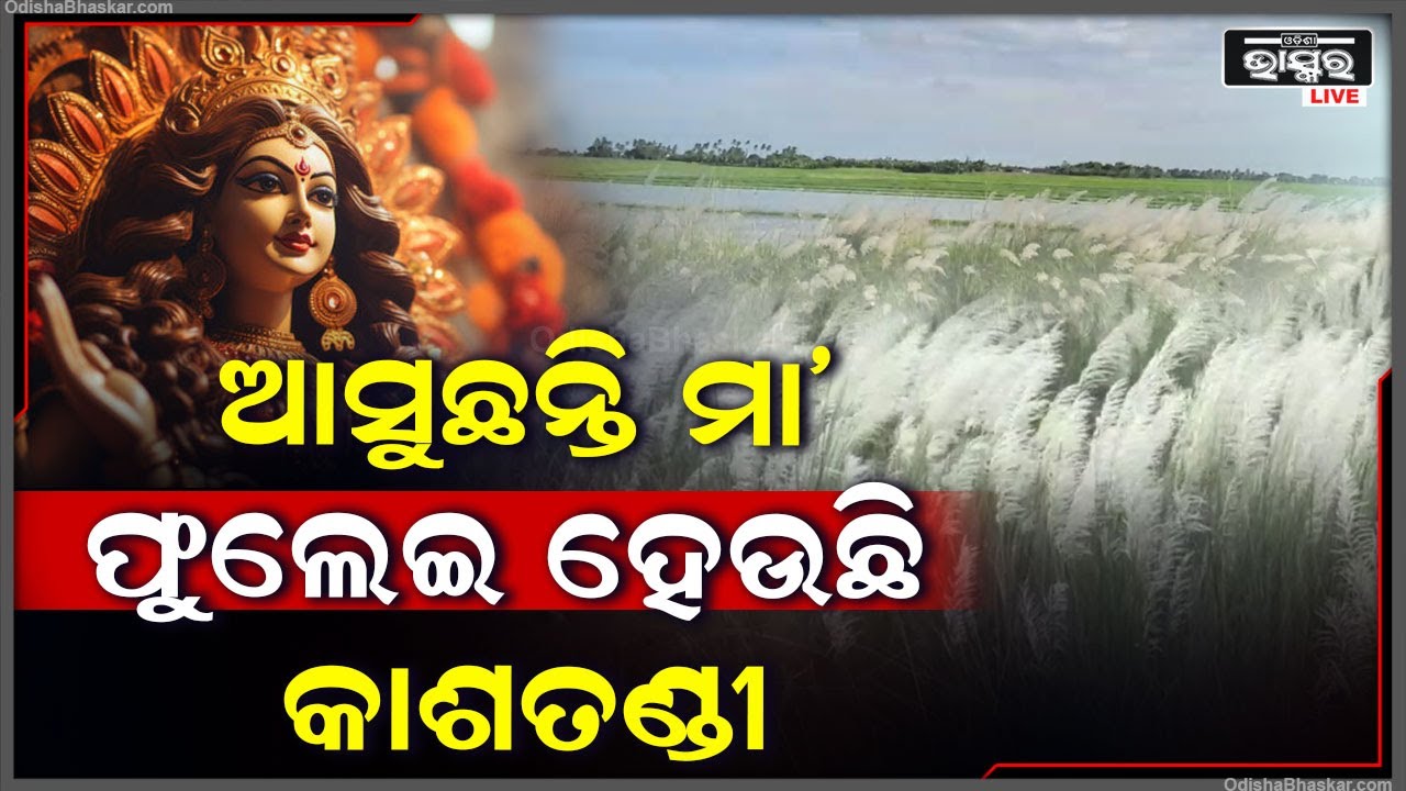 ଆସୁଛନ୍ତି ମା’, ଚାମର ହଲାଇ ଖିଲିଖିଲି ହସି ସ୍ୱାଗତ କରୁଛି କାଶତଣ୍ଡୀ