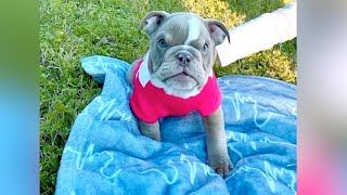 Rescue Poor Puppy From A Litter Of 6 Cleftie Was Born Only A Few Hours And The Only One Who Survived