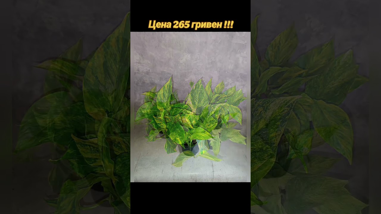 Эпипремнум Хиколор! Цена 265 гривен! Бронь в вайбер 0996782355 