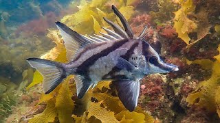 Facts: The Longsnout Boarfish