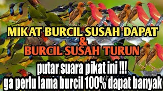 SUARA PIKAT BURCIL PALING JOOS DAN PALING AMPUH ❗BUKTIKAN MASBRO !!!