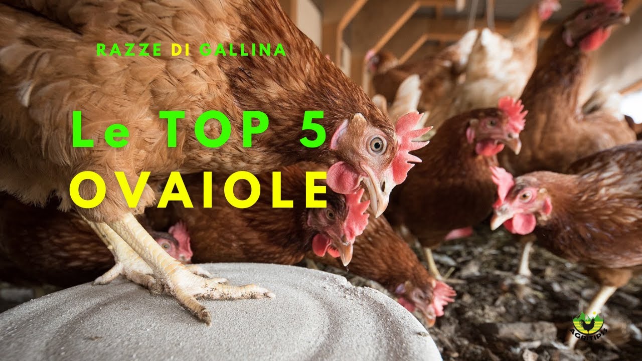 RAZZE DI GALLINE: svelate le 5 migliori di SEMPRE! 🐔