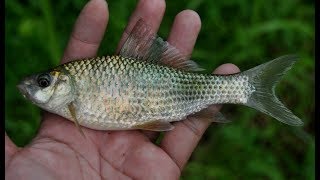 MANCING WADER ATAU BEUNTEUR, DIRAWA ANGKER CIGONDOK SUKABUMI