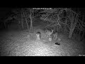 Deer 2-15-2026 5:57 PM