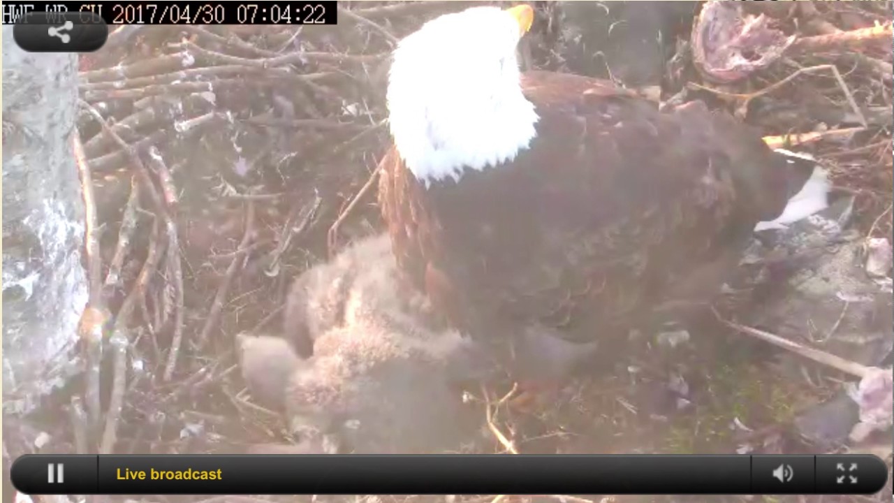 bald eagles in wisconsin WR CU 6:57am Apr 30 2017 Ma, Mary and Oscar enjoying the sunshine. Some calling out.