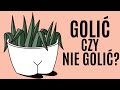 Dlaczego nie warto golić miejsc intymnych?