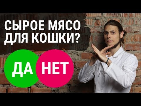 Можно ли кошке сырое мясо? Ветеринар Дмитрий Русаков раскрывает правду.