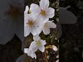 【桜】Cherry blossoms, or sakura in Japanese, are a beloved symbol of Japan's natural beauty