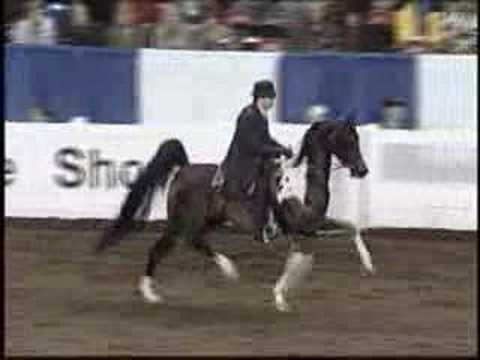 Hot Monica - Half Arabian by the Saddlebred stalli...