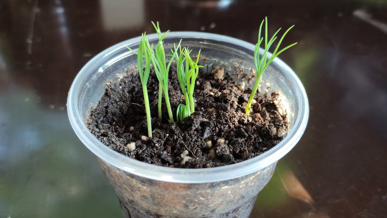 Вырастить сосну из семечка